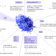 What’s the Difference? M1 vs. M2 Macrophages