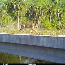 Speaking for Wildlife  Defenders of Wildlife