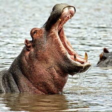 Breaking Free from the HiPPO Effect: Survival Strategies that actually work