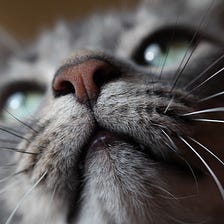 If you Love Your Cat, Where’s the Borderline…?