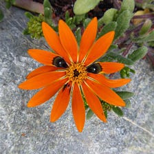 This Flower Creates Fake Flies To Increase Pollination