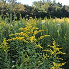 “I’m Going to Become a Goldenrod Specialist,” said I.