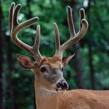 Unlocking the Mysteries: What Does Seeing a Deer Symbolize?