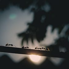 Unicorns versus Ants