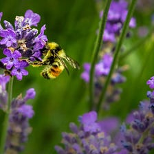 The Hidden Language Between Flowers and Bees