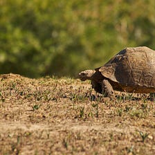 This Is Why You Should Use Tortoise-ORM in Your Python Projects