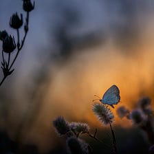 Haiku 43: Butterfly at Dusk