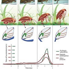 The fastest animals on Earth