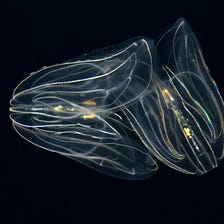 Suck it up Sponges-Comb Jellies Came First!
