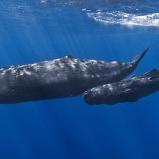 Sperm Whales Form Culturally Distinct, Female Based Societies