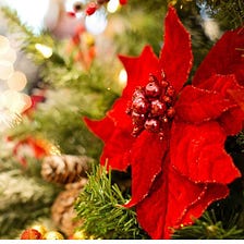 How to Grow and Care Poinsettia in Your Home