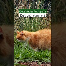 Cat eating grass | Cute Pet