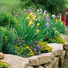 10 Best Long Blooming Perennials: A Year-Round Symphony of Colors