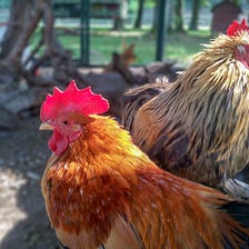 When A Rooster “TidBits” His Hen, Does He Have Game?