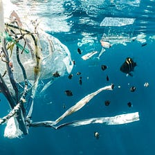 Hooked on Solutions: How Canada’s Fisheries Can Reel in Plastic Pollution