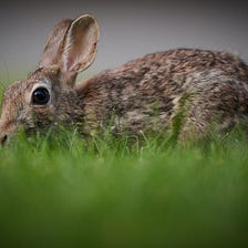 Wild bunny at center of family debate – The Mercury News