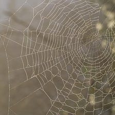 How the Cobweb Effect Can Transform Your Business