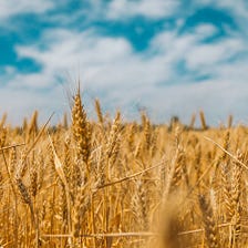 “Wheat Kings” and Pretty Things