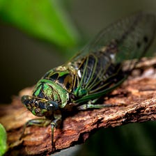 Why are scientists talking about cicadas and COVID-19?
