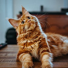 Should You Provide for Your Cats in Your Will?