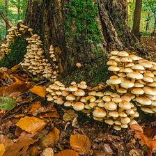 EMERGING TRENDS IN MYCOFORESTRY FOR COMBATING CLIMATE CHANGE