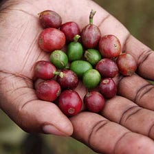Warming Brews Big Trouble in Coffee Birthplace Ethiopia