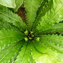 How to care for a Bird’s Nest Fern