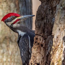 Bird Nerd Ecstasy! Don’t Miss This Stunning Story of One Rare Woodpecker Quartet