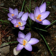 64% growth of saffron production in Khomein city