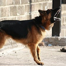 How To Train a Dog To Defend & Guard — A Guide