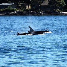 Whale Watching In Australia — Australian Tourism Guide