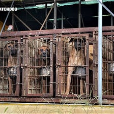 South Korea: A special bill (№2122926) to end dog meat consumption is proposed on 6/28/2023