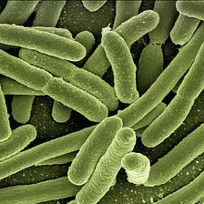 The One Promising Gut Microbe Making Waves for Its Wide-Ranging Health Benefits