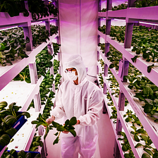 Is the vertical farming bubble popping already?