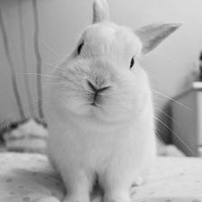 I Am A Rabbit