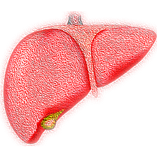 The First Signs of Alcoholic Liver Damage Are Not in the Liver