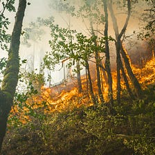 IoT solutions for halting wildfires: a laborious path through generalization