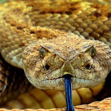 65th Annual Rattlesnake Round-up Returns to Sweetwater, Texas