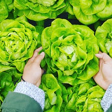 A Comprehensive Guide to Growing Crisp and Delicious Lettuce: Tips and Tricks for a Successful…
