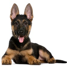 The total Guide to German Shepherd Training