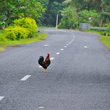 Why the Chicken Cross the Road?