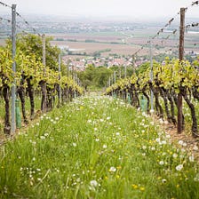 Biodynamic wines — is there a science behind?