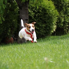 Are Ball Launchers Good for Dogs?