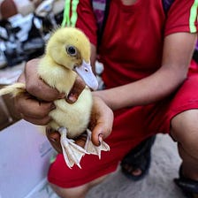 A Pet Duck Helped to Solve a Grandmother’s Murder