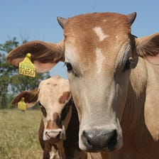 Climate-friendlier cattle ranching in brazil