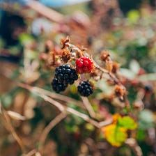 How to Find Joy in New Skills & Reconnect with Nature