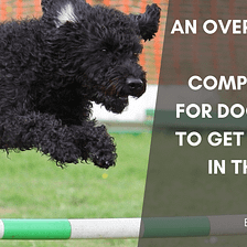 An Overview of Agility Competitions for Dogs: How to Get Started in the Sport — Lisa Landman