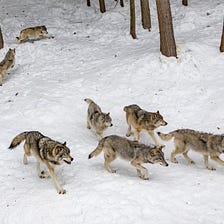 Northern Rockies Wolves Need Federal Protections because State Governance is Broken