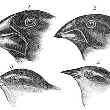 Darwin’s Finch Beak Evolution Statistical Analysis