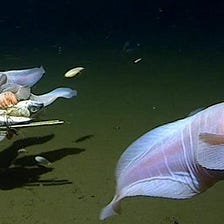 World Deepest Fish Caught 27,000 Feet Below in a Trench of Izu Ogasawara and Ryukyu
